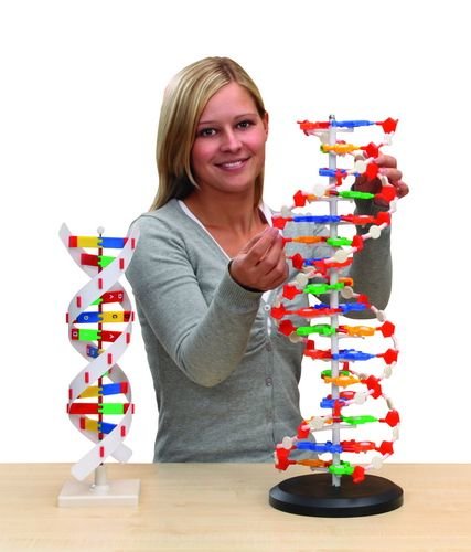 DNA Model XL (60 cm hoog)