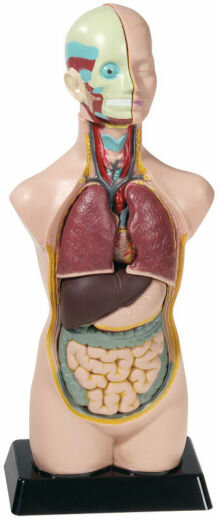 Model Menselijk lichaam (50 cm hoog)