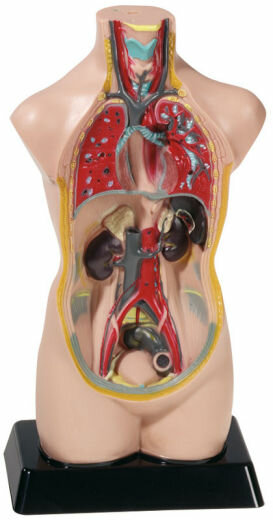 Model Menselijk lichaam (50 cm hoog)