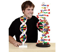 DNA Model XL (60 cm hoog)