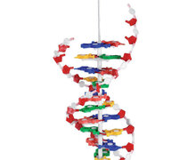 DNA Model XL (60 cm hoog)